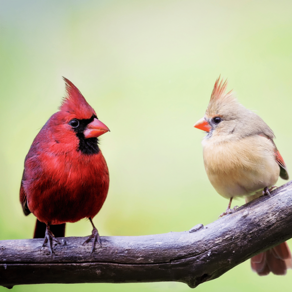 A mated pair of cardinals